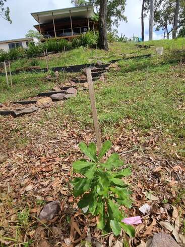 Uma árvore jovem com folhas verdes e largas está amarrada a um suporte numa encosta gramada. Uma escadaria de pedras leva até uma casa ao fundo.