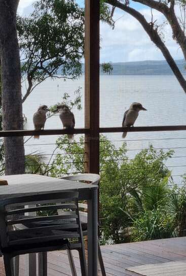 Três kookaburras estão empoleiradas numa grade de madeira lá fora. Abaixo, uma mesa e cadeiras ficam num deck. As árvores e a água criam um cenário sereno e natural.