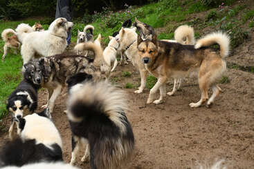 A lively group of various dogs is gathered outdoors on a muddy patch, surrounded by green grass, some greeting each other, wagging tails, and playing.