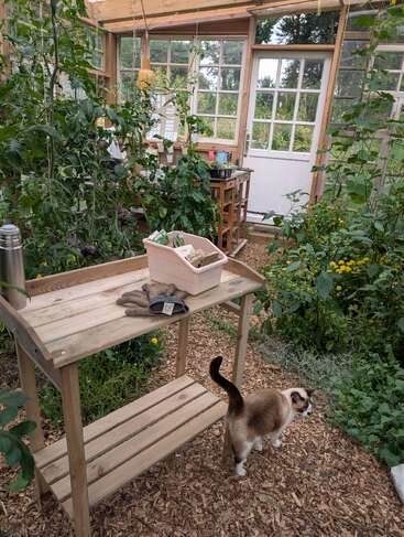 Un acogedor invernadero lleno de exuberantes plantas y utensilios de jardinería, una mesa de madera, guantes y un gato curioso caminando sobre el suelo cubierto de mantillo, con la luz del sol entrando a raudales.