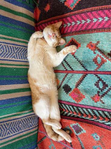 An adorable orange and white cat lies on its back, peacefully sleeping on a vibrant, colorful, patterned rug with paws curled and legs stretched out comfortably.