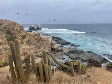 A rocky coastline with waves crashing, tall cacti in the foreground, cliffs, seagulls flying overhead, cloudy sky, creating a dramatic and wild natural scene.