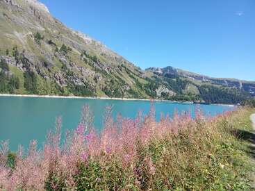 A serene alpine lake with turquoise water is surrounded by tall green mountains. Bright wildflowers bloom in the foreground under a clear, sunny blue sky.
