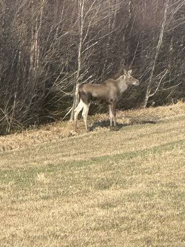 A young moose stands at the edge of a grassy field, near leafless trees, blending into the early spring landscape with brown tones and sparse vegetation.