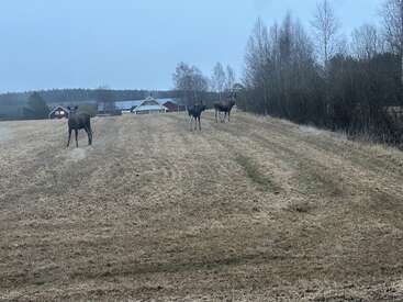Three moose stand on a grassy, open field near a rural house and barn. Leafless trees and cloudy skies give the scene a calm, wintry atmosphere.