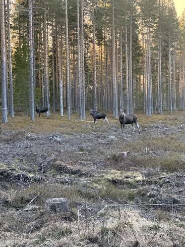 Three moose stand alert in a sparse forest, surrounded by tall, thin pine trees and fallen branches, with sunlight filtering through the woods in the background.