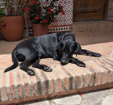 Un chien noir est couché et se repose sur des marches en terre cuite éclairées par le soleil, près de plantes et de fleurs en pot, devant une porte en bois rustique et un mur carrelé.
