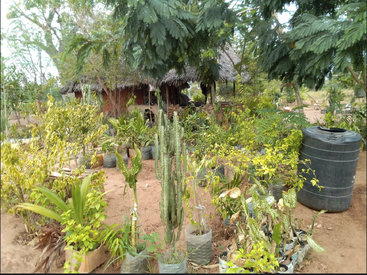 The image depicts a serene garden scene with a variety of plants and trees, featuring a water tank and a small hut in the background, surrounded by lush greenery.