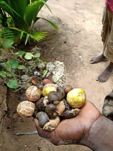 The image depicts a person holding a handful of cashew nuts, with a dirt path and plants visible in the background. The person is standing on the right side of the image.