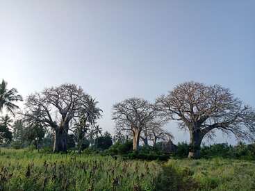 Three large, leafless baobab trees stand tall in a grassy field, surrounded by green vegetation. A clear blue sky and distant palms complete the peaceful scene.