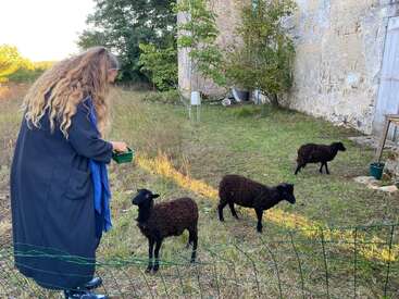A woman with long hair feeds three small black sheep in a grassy yard beside a rustic stone building, with trees and outdoor items in the background.