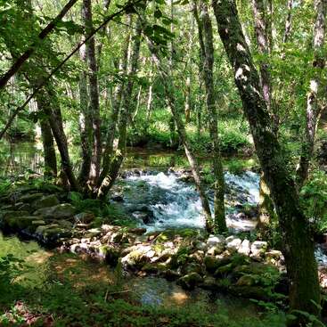 Das Bild zeigt eine ruhige Waldszene, durch die ein kleiner Bach fließt, umgeben von üppigem Grün und Felsen, die ein Gefühl von natürlicher Schönheit und Ruhe hervorrufen.