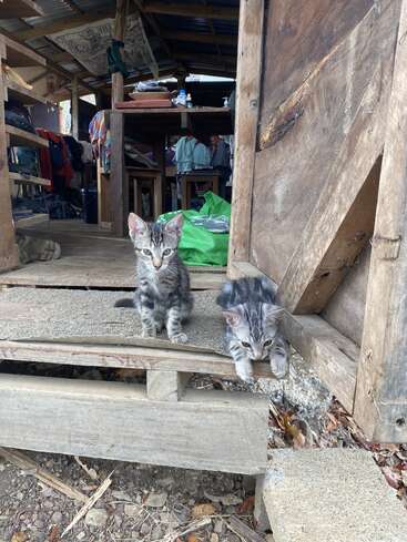 Deux adorables chatons tabby se trouvent sur le porche rustique en bois d'une maison rurale, l'un assis, vigilant, tandis que l'autre est couché, entouré d'objets de la vie quotidienne.