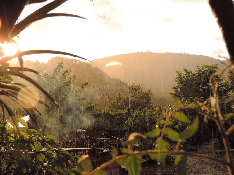 L'image représente une scène de jardin sereine avec une verdure luxuriante et un arrière-plan montagneux, baignée par la lumière chaude du soleil filtrant à travers la pluie.