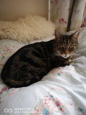 Un gato atigrado de ojos llamativos descansa cómodamente sobre una cama con estampado floral. Detrás de él, un mullido cojín y unas alegres cortinas con motivos de animales completan esta acogedora escena.