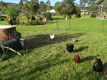 The image depicts a serene backyard scene with chickens roaming freely in a grassy area, surrounded by a fence and various structures, including a coop and a shed.