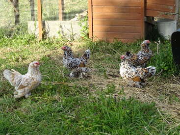 The image depicts four chickens with speckled feathers in a grassy area, with a wooden fence and coop in the background, suggesting a peaceful farm setting.