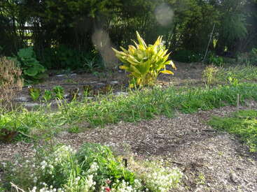 The image depicts a serene garden scene, featuring a diverse array of plants and flowers, with a mix of greenery, mulch, and sunlight casting a warm glow.