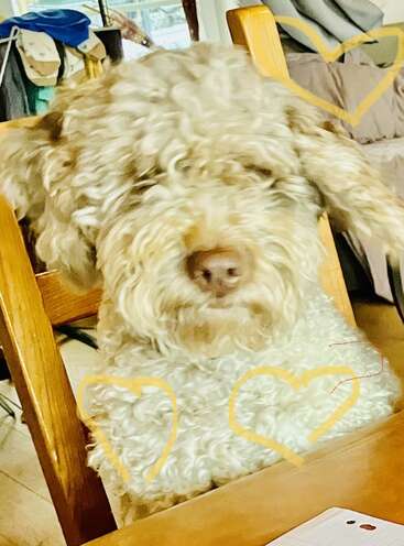 The image shows a white dog sitting in a wooden chair, with a yellow heart drawn around its chest and a yellow heart drawn around the back of the chair.
