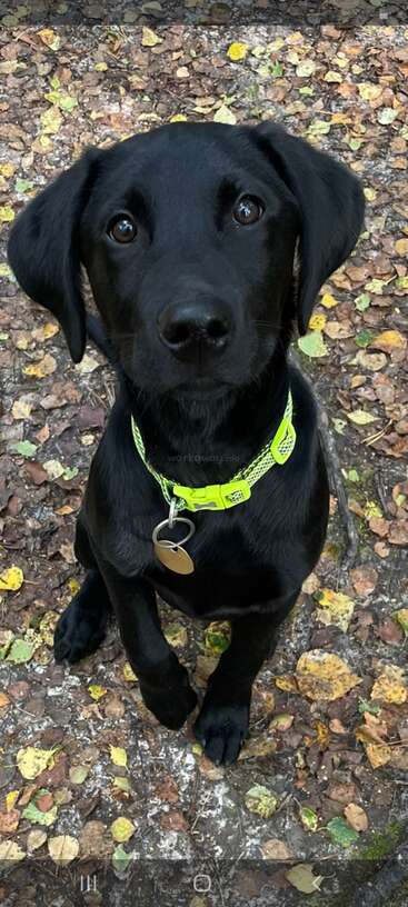 L'image représente un petit chien brun aux oreilles tombantes, regardant directement l'appareil photo, sur fond de mur ou de clôture de couleur claire. Le pelage du chien est court et lisse.