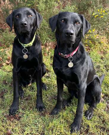 Deux labradors noirs sont assis côte à côte sur l'herbe, l'un avec un collier vert, l'autre avec un collier rouge. Ils ont l'air attentifs, entourés de buissons.