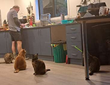 A man is preparing food in a kitchen, while four cats sit on the floor, attentively watching and waiting, anticipating a possible treat or meal.