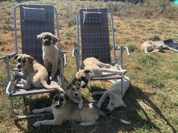 Six adorable puppies lounge on and around two plaid lawn chairs in a grassy yard, enjoying the sunshine. One puppy naps peacefully off to the side.