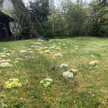 Um jardim gramado com flores silvestres amarelas e brancas espalhadas. No fundo, tem um balanço de madeira e árvores verdes densas que dão sombra.