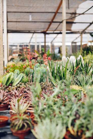 Un invernadero repleto de una gran variedad de cactus y suculentas en macetas pequeñas, que presentan diferentes formas y colores, bajo una estructura de techo protectora que proporciona sombra.