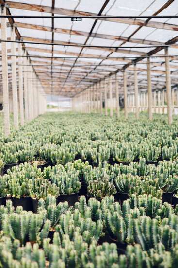 Hileras de cactus en macetas llenan un gran invernadero. Las vigas de madera y el techo transparente dejan pasar la luz del sol de forma tamizada, creando un entorno ordenado y lleno de vida que favorece el crecimiento saludable de los cactus.