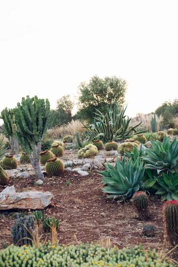 Esta imagen muestra un jardín desértico con diversos tipos de cactus, agaves, rocas y tierra seca, con un fondo de árboles verdes.