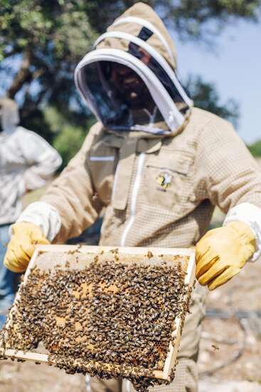 Un apicultor, vestido con equipo de protección, sostiene un marco de panal cubierto de abejas. La luz del sol se filtra a través de los árboles, resaltando a los atareados insectos y el entorno rural al aire libre.