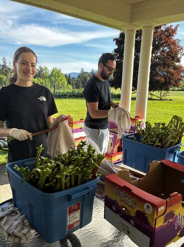 Two people are cleaning and sorting rhubarb outdoors under a porch, smiling and working with gloves. Blue bins and cardboard boxes are filled with fresh rhubarb.