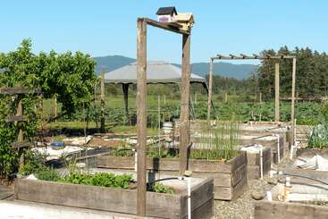 This image shows a community garden with raised wooden garden beds, growing vegetables and plants. There is a gazebo, trellises, a birdhouse, and surrounding nature.