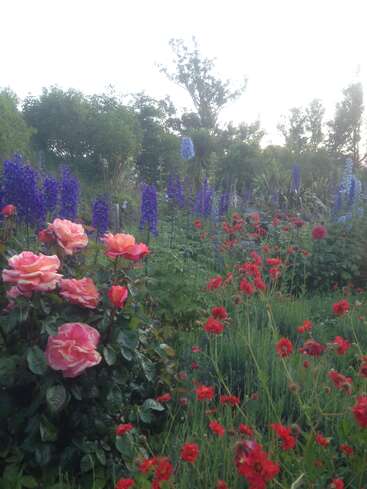 Dieses Bild zeigt einen farbenfrohen Garten mit rosa Rosen, roten Blumen und hohen lila Blüten, umgeben von üppigem Grün unter einem hellen, dunstigen Himmel.