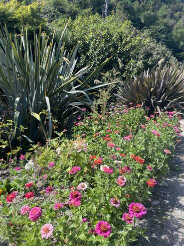 Eine farbenfrohe Gartenszene mit blühenden rosa und roten Blumen, umgeben von üppigen grünen Pflanzen, stacheligen Blättern und dichtem, sonnenbeschienenem Laub im Hintergrund.