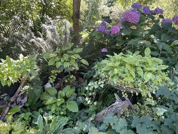 Eine üppige Gartenszene mit reichlich grünem Laub, Topfpflanzen, Farnen und leuchtend lila Hortensien. Das Sonnenlicht fällt durch die Bäume und schafft eine ruhige, schattige Atmosphäre.