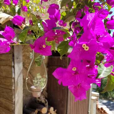 The image depicts a serene outdoor scene featuring a vibrant purple flowering plant, a rustic woodpile, and a charming wooden structure with a hanging terrarium.