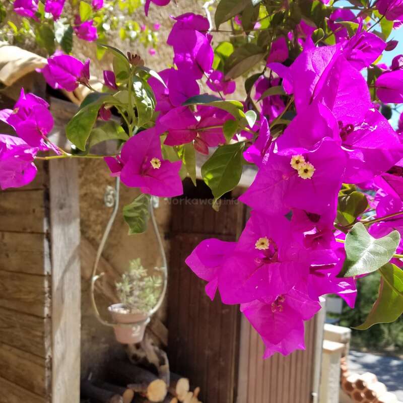 La imagen representa una serena escena al aire libre con una vibrante planta de flores moradas, un rústico montón de leña y una encantadora estructura de madera con un terrario colgante.
