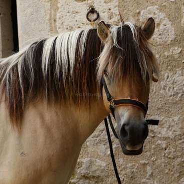 Das Bild zeigt ein Pferd mit einer markanten Mähne, das vor einer Steinmauer steht und sein braun-weißes Fell und das schwarze Halfter zur Schau stellt.