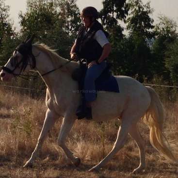 Das Bild zeigt einen Mann, der auf einem Pferd in einem Feld reitet, wobei der Kopf des Pferdes nach links zeigt und der Mann einen Helm und eine Weste trägt.