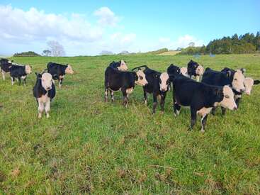 A group of black and white calves stand on a lush green field under a bright blue sky, surrounded by trees and distant rolling hills.