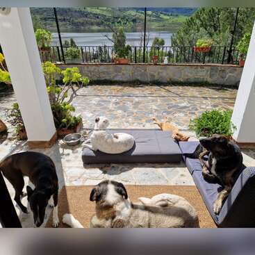 Cinco cachorros relaxam num pátio de pedra ensolarado, com um lindo lago e colinas verdes ao fundo. A cena parece tranquila, aconchegante e convidativa.