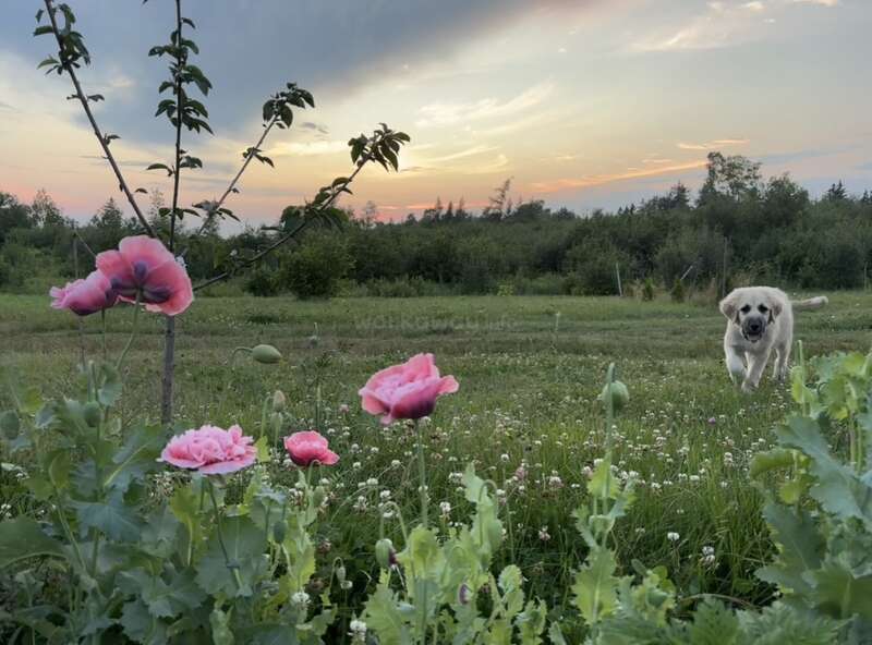 A golden retriever runs joyfully across a green field at sunset. In the foreground, pink flowers and a young tree frame the tranquil rural landscape.