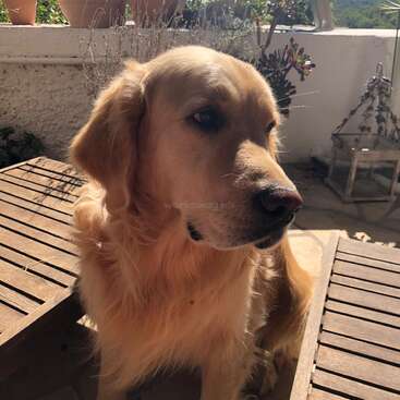 L'image représente un golden retriever assis sur une table en lattes de bois, avec un mur blanc et des plantes en arrière-plan, dans un cadre extérieur ensoleillé.