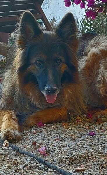 Ein flauschiger, langhaariger Hund liegt mit herausgestreckter Zunge und wachsamen Ohren auf einer Kiesfläche. Rosa Blumen und Pflanzen umgeben den entspannten, aufmerksamen Hund im natürlichen Sonnenlicht.