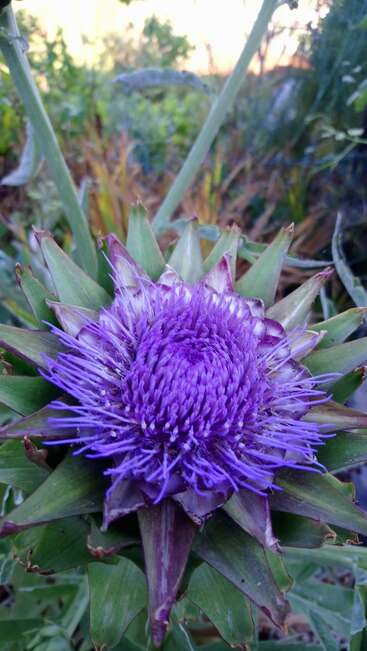Una vibrante flor de alcachofa morada en plena floración, rodeada de brácteas verdes afiladas, destaca maravillosamente sobre un fondo borroso de jardín, encarnando la vívida complejidad de la naturaleza.