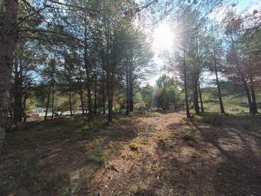A luz do sol atravessa os pinheiros altos em uma clareira tranquila na floresta. As sombras se estendem pelo chão. Ao fundo, você pode ver uma piscina.
