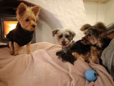 Três cães pequenos relaxam em um cobertor rosa aconchegante perto de uma lareira quente. Um fica alerta enquanto dois se aconchegam juntos, com um brinquedo azul por perto.