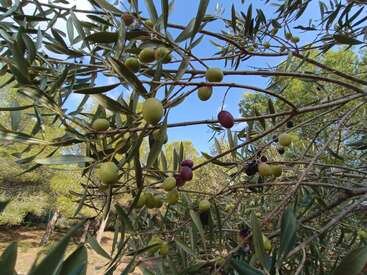Esta imagem mostra ramos de uma oliveira com azeitonas verdes, roxas e pretas. O céu é azul e as árvores preenchem o fundo natural. Atmosfera pacífica.